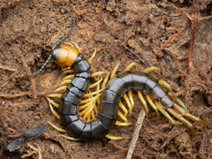 Scolopendra japonica