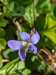 Viola hirsutula
