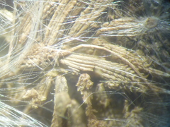 Taraxacum mucronatum