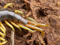 Scolopendra japonica