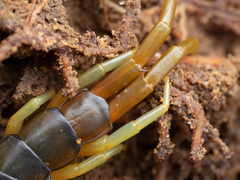 Scolopendra japonica