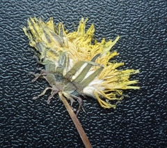 Taraxacum mucronatum