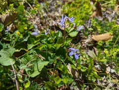 Viola hirsutula