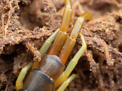 Scolopendra japonica