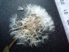Taraxacum mucronatum