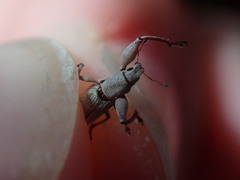 Pandeleteius nodifer