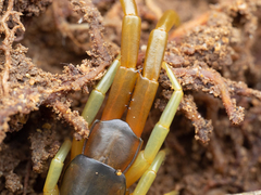 Scolopendra japonica