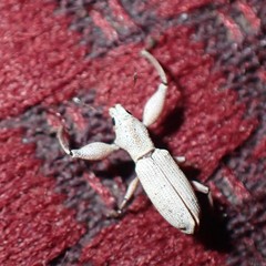 Pandeleteius nodifer