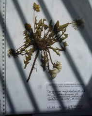 Taraxacum mucronatum