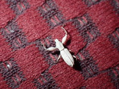 Pandeleteius nodifer