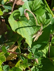 Viola hirsutula