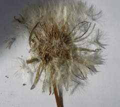Taraxacum mucronatum