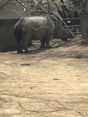 Rhinocerotidae