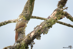 Cranioleuca curtata