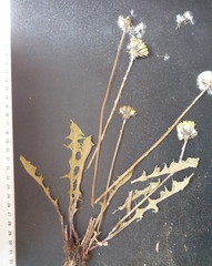 Taraxacum mucronatum