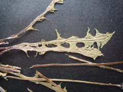 Taraxacum mucronatum