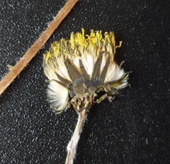 Taraxacum mucronatum