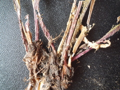 Taraxacum mucronatum