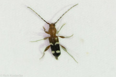 Phymatodes varius