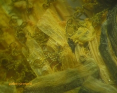 Taraxacum mucronatum