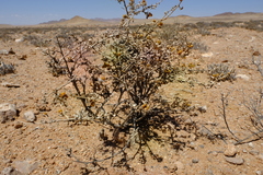 Tetragonia reduplicata