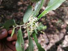 Vallesia aurantiaca