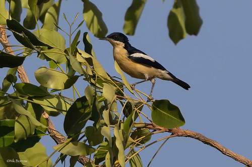 Yellow-bellied Hyliota