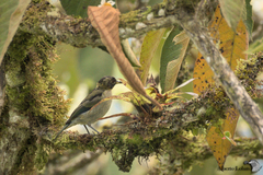 Iridophanes pulcherrimus