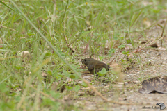 Spodiornis rusticus