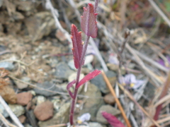 Streptanthus glandulosus pulchellus