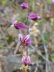Streptanthus glandulosus pulchellus