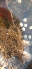 Anthopleura dixoniana