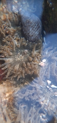 Anthopleura dixoniana