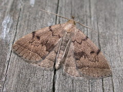 Zanclognatha dentata