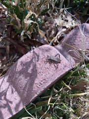 Acanthocephala terminalis