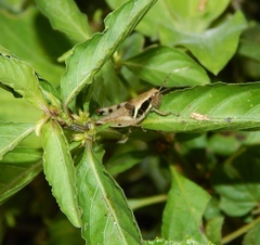 Phaeocatantops solitarius
