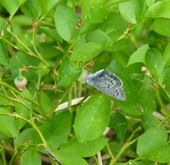 Celastrina echo