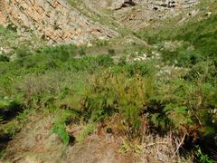 Restio subverticillatus