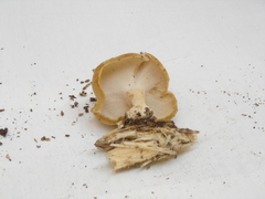 Xanthoporus peckianus