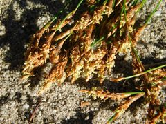 Restio subverticillatus