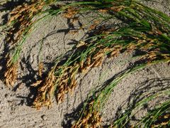 Restio subverticillatus