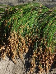 Restio subverticillatus