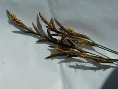 Restio subverticillatus