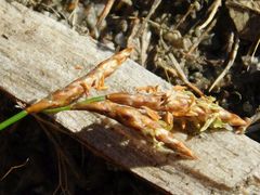 Restio subverticillatus