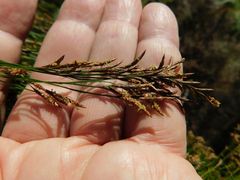 Restio subverticillatus