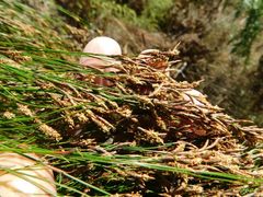 Restio subverticillatus