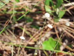 Syngonanthus flavidulus image