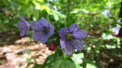Pulmonaria officinalis