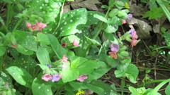 Pulmonaria officinalis
