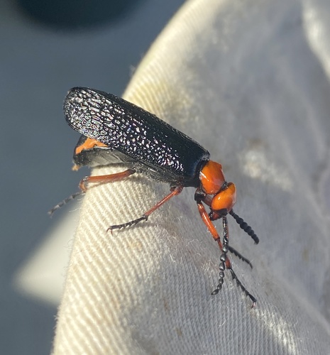 iNaturalist observation photo of Master Blister Beetle